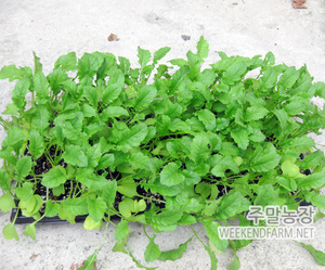 김장 무모종 (청경무)105구 트레이 1판 / 가을무, 가을채소모종