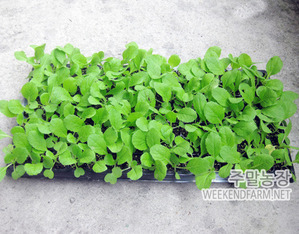 CR 요시마사 가을배추모종 105구 트레이 1판 /가을김장배추, 배추모종판매