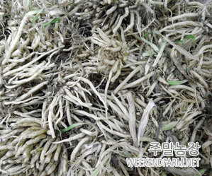 국내산 삼채종근 1kg _ 잔뿌리 없는 손질된 종근