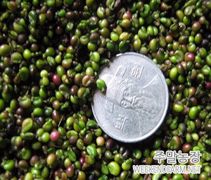 참나물 씨앗 (국내 토종) 2리터