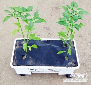 유기농 베란다 고추모종 텃밭상자 (유기농 텃밭 가꾸기, 텃밭화분, 친환경 채소, 옥상텃밭가꾸기)